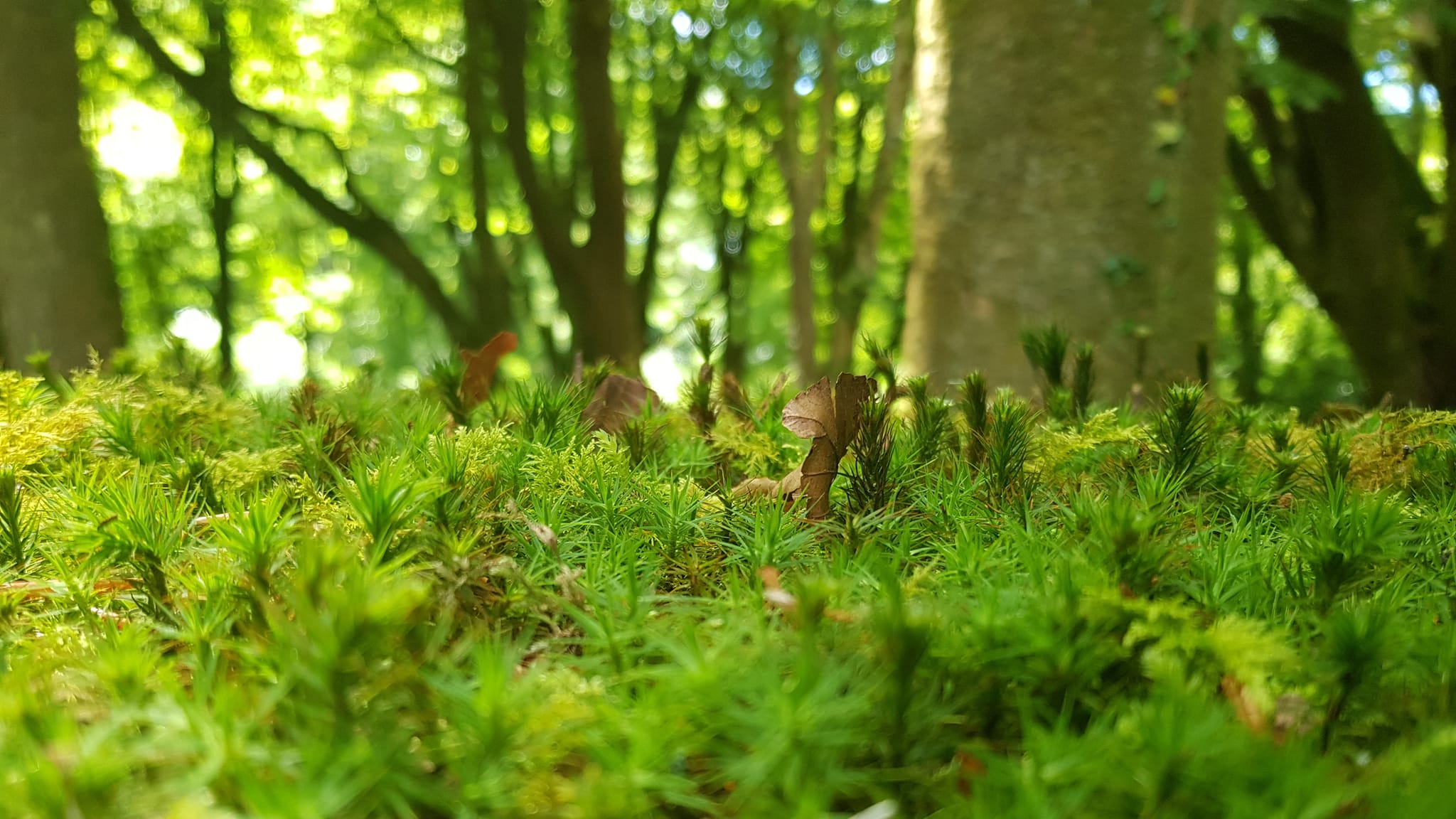 In Our Element Course. Course details "A quest for personal and planatery welll-being.